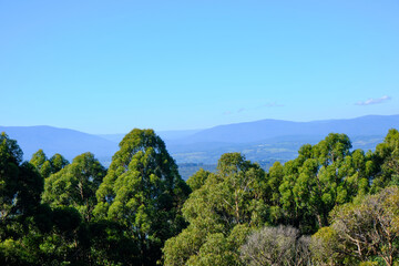 The Beautiful and Changing Colors Of Autumn In The Yarra Valley Victoria