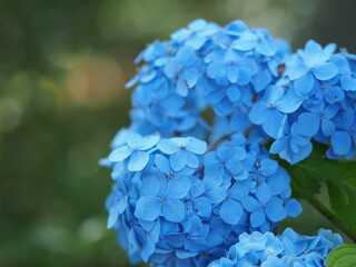 紫陽花