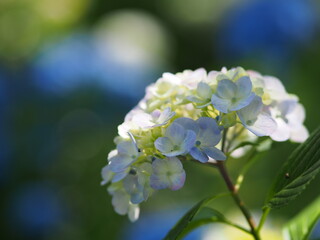 紫陽花