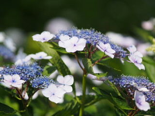 紫陽花