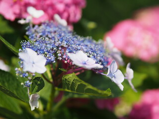 紫陽花