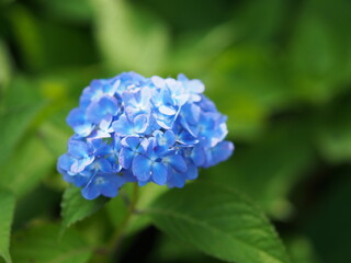 紫陽花