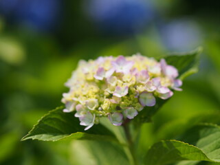 紫陽花