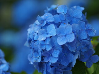 紫陽花