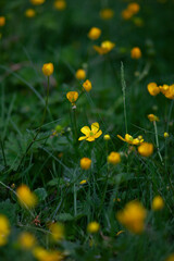 Buttercup field