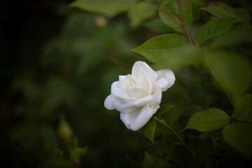 White Rose