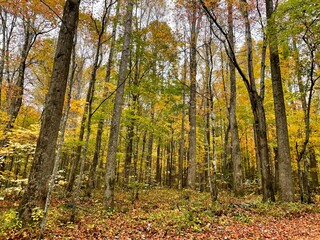 autumn in the forest