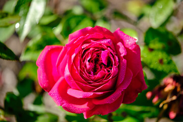 A Rose is a woody perennial flowering plant of the genus Rosa, in the family Rosaceae, or the flower it bears.There are over three hundred species and thousands of cultivars.They form a group of plant