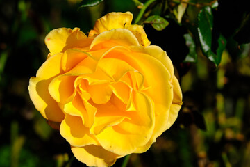 A Rose is a woody perennial flowering plant of the genus Rosa, in the family Rosaceae, or the flower it bears.There are over three hundred species and thousands of cultivars.They form a group of plant