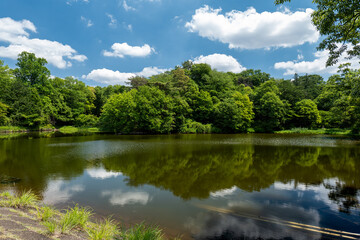 Fototapeta premium 初夏の森と池 狭山公園の宅部池 6月