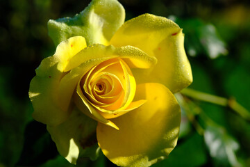 A Rose is a woody perennial flowering plant of the genus Rosa, in the family Rosaceae, or the flower it bears.There are over three hundred species and thousands of cultivars.They form a group of plant