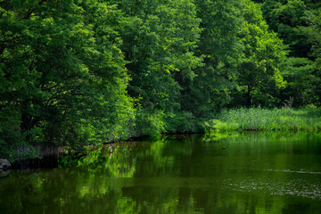 初夏の森と池　狭山公園の宅部池　6月
