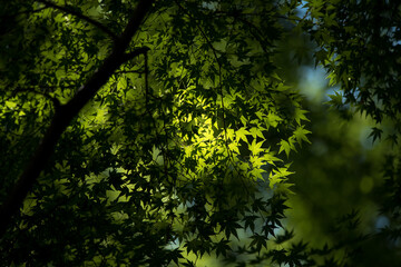 Fototapeta na wymiar 新緑の木々