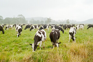 cows grazing