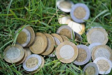 Monedas sobre pasto macro
