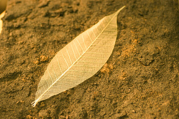 the skeletonized leaf of a tree on a earth