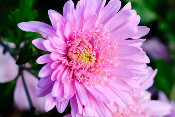 Gerbera Daisy is native to tropical regions of South America, Africa and Asia. The first scientific...
