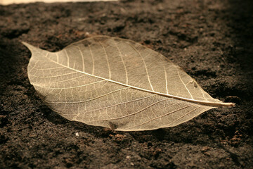 the skeletonized leaf of a tree on a earth