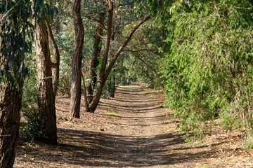 Beautiful forest landscape of the Badger Creek Weir area. 