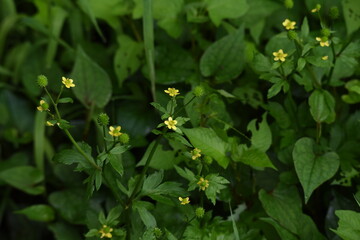 Ranunculus silerifolius flowers. Ranunculaceae perennial toxic plant.