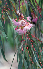 Pink blossoms of the Australian native Red Ironbark Eucalyptus sideroxylon, family Myrtaceae. Small to medium sized gum tree endemic to eastern Australia. Hardwood used for timber.