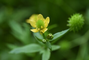 Ranunculus silerifolius flowers. Ranunculaceae perennial toxic plant.