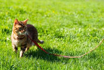 adorable, animal, background, beautiful, bengal, breed, care, cat, color, curious, cute, domestic, fabric, feline, fluffy, friendship, fun, funny, fur, furry, grey, happy, home, indoors, kitten, kitty