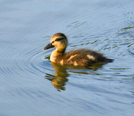 baby duckling in the water