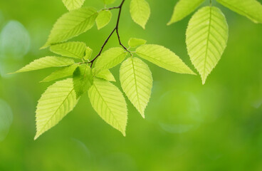 Fototapeta na wymiar fresh green leaves growing in spring
