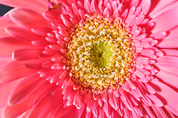 Gerbera Daisy is native to tropical regions of South America, Africa and Asia. The first scientific...
