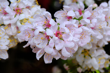 Cherry Blossom is a flower of many trees of genus Prunus. The most well-known species is the Japanese cherry, Prunus serrulata, which is commonly called sakura 