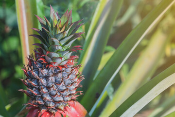 Fototapeta premium pineapple in the garden