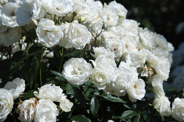Obraz na płótnie Canvas Bunches Of Beautiful White Roses