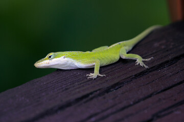 Male Carolina Anole on brown wood board
