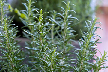 Fresh rosemary evergreen plant background.