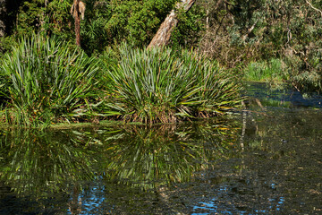 Stunning and beautiful Landscape of Sherbrooke Forest In Victoria Australia