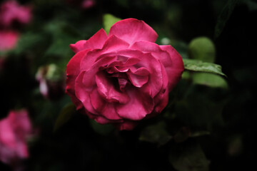 The David Austin English roses carry the beautiful old rose-type blooms with that old-fashioned look to them