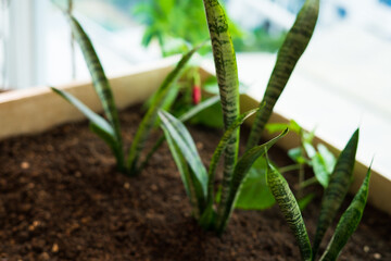 Sansevieria trifasciata or Snake plant in a wooden planter in a balcony.