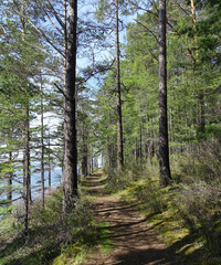 Forest trail scene near the lake. Woodland path along the lake Baikal
