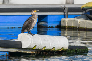 Juvenile cormorant standing on a buoy in the harbor Phalacrocorax carbo