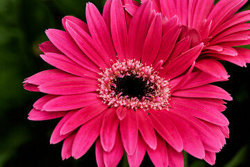Gerbera Daisy is native to tropical regions of South America, Africa and Asia. The first scientific...