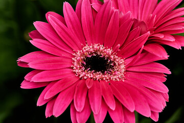Fototapeta premium Gerbera Daisy is native to tropical regions of South America, Africa and Asia. The first scientific description of a Gerbera was made by J.D. Hooker in Curtis's Botanical Magazine in 1889 when he desc