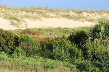 Fototapeta premium wild rice field