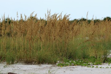 grass on the beach