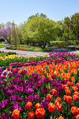 Tulips growing in a beautiful garden in a variety of colors as a vertical image