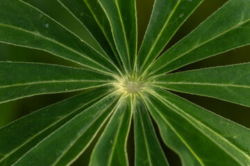 Fototapeta na wymiar close-up of lupin leaves