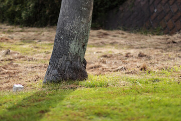 芝生の生えた木の下