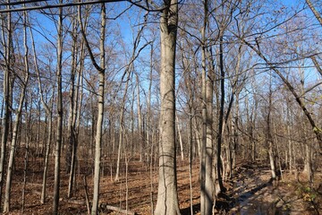 trees in the forest