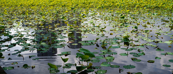 湖面に写るタワー