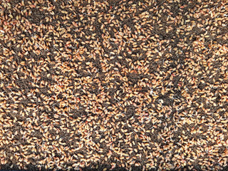 Rice seeds sown in the soil. sprouting rice seed.